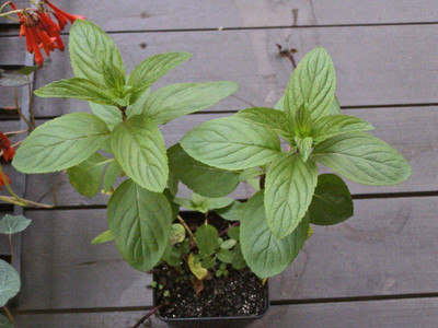 Qualtivate AXL-1AT Mint Peppermint Herb Seeds Seed(200 per packet)