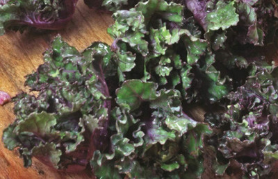 KNESSiN Kalettes Mixed Seed(1250 per packet)