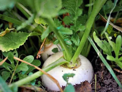 MYLAWN Turnip Egg white Seed(2000 per packet)