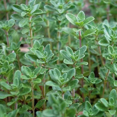 CEZIUS Thyme English Herb Plant Seed(50 per packet)