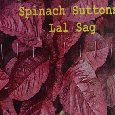Qualtivate RES-9A Red Amaranthus,Laal Saag,red spinach Seed(300 per packet)