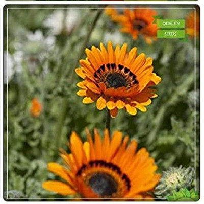 CYBEXIS Venidium-Orange Flower Seeds100 Seeds Seed(100 per packet)