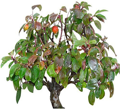 KANAYA Apple Seed(7 per packet)