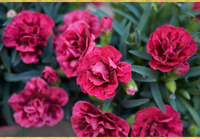 Epazo Carnation Seed(60 per packet)