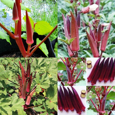 ibains Red okra seeds 18 Seed(18 per packet)