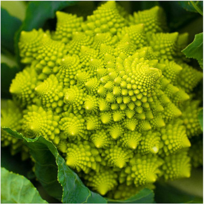 WILLVINE PAU -IX Beautiful Broccoli Romanesco Non GMO [10g] Seed(3000 per packet)