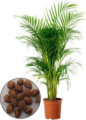 bloomaura Areca Palm/ Chrysalidocarpus lutescens Seed(10 per packet)