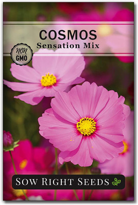 WILLVINE ™ Sensation Cosmos Flower Seeds-2000 SEEDS Seed(2000 per packet)