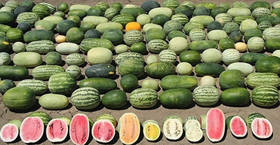 MAA Watermelon, Tarbooz Seed(30 per packet)