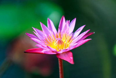 jkfarm lotus,kamal gatta Seed(14 per packet)