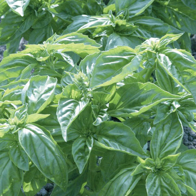 VibeX XLL-1 - Genovese Sweet Basil - (1500 Seeds) Seed(1500 per packet)