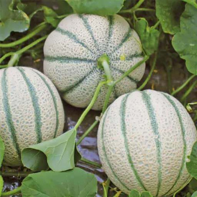 CYBEXIS LX-47 - Hara Madhu Kharbuj / Musk Melon - (150 Seeds) Seed(150 per packet)