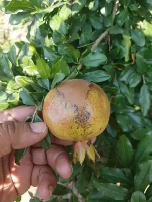 Chalisa Pomegranate, Anaar Seed(100 per packet)