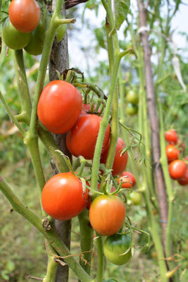 Oliver tomato Seed(110 per packet)
