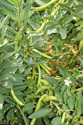 WANCY Broad Beans बाकला फली Vegetable Seed(40 per packet)