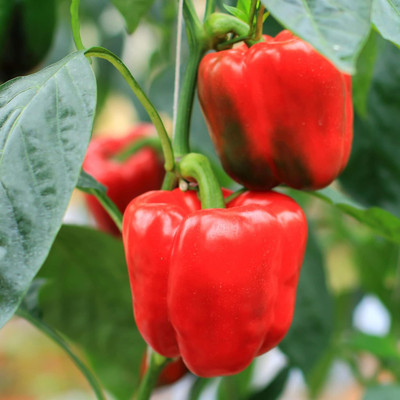 KNESSiN F1 Hybrid Red Bellboy Capsicum Seeds For Gardening-(50 Seeds) Seed(50 per packet)