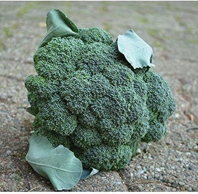 WILLVINE HAR -X Arcadia F1 Broccoli Seeds [25g] Seed(7500 per packet)