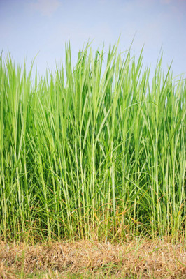 abiswas Sudan Grass For Sheep, Healthy Sudan Sorghum Grass Seed(16000 per packet)