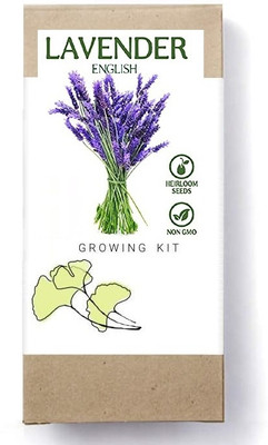 Biosnyg Lavender English-[1000 Seeds] Seed(1000 per packet)
