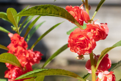 XOLDAA BALSAM FLOWER SEEDS Seed(30 per packet)