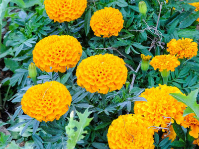 AgroAcres marigold/gende ka phool flower seeds Seed(50 per packet)