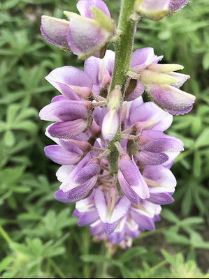 ashokavanam Lupin pixie dwarf mix Seed(50 per packet)