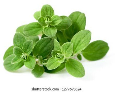 Mozette Marjoram herbs Seed(26 per packet)