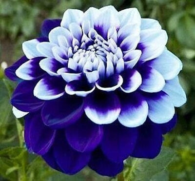 CRGO DAHLIA Seed(50 per packet)