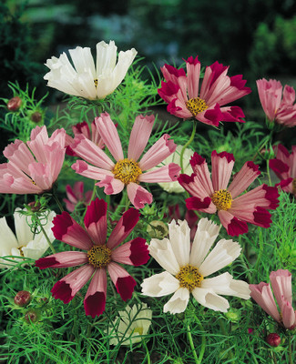 ZIXA Seashells Cosmos Seed(20 per packet)