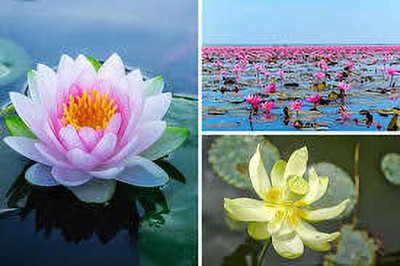 CARIBBEAN LOTUS,KAMALSEEDS Seed(8 per packet)