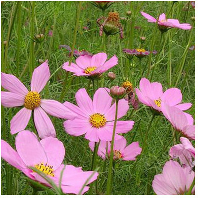 ZIXA COSMOS BIPINNATUS 'COMPACT SINGLE PINK' Seed(100 per packet)