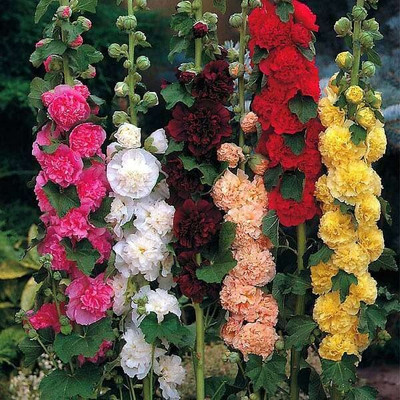 Lorvox Hollyhock Mixed Color Seed(60 per packet)