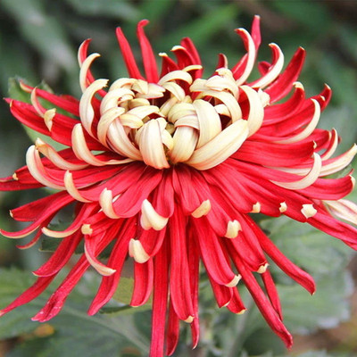 CYBEXIS Bicolor Red Yellow Chrysanthemum Flower Plant Seeds Morifolium Seed(25 per packet)