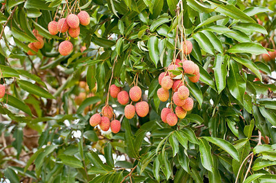 MAA LITCHI,LICHEE,LYCHEE Seed(11 per packet)