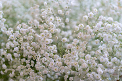 seedex gypsophila flower Seed(100 per packet)