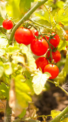 Pensare tomato Seed(70 per packet)