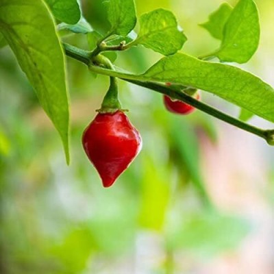 Qualtivate PUA-1A Red Biquinho Pepper Chilli Seed(300 per packet)