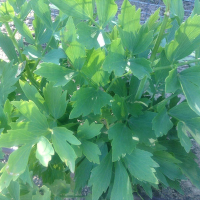 Qualtivate ATS-20 Lovage Herb Seeds Heirloom Seed(500 per packet)