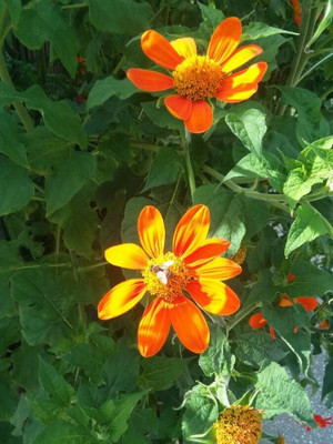 Quentova Tithonia Red Flower Seed(50 per packet)