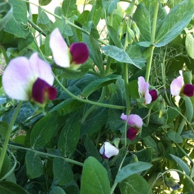 Qualtivate PUAS-5A Austrian Winter Peas Legume Seed Seed(200 per packet)