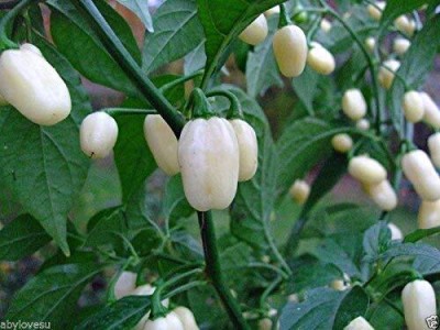 ActrovaX Rare White Bullet Habanero Chilli Pepper [1000 Seeds] Seed(1000 per packet)