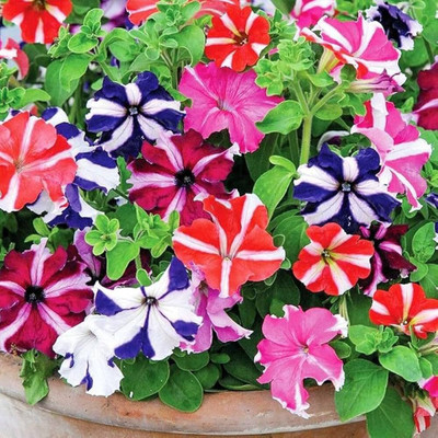 DEYS AGRO ™ petunia flower seeds vibrant colourful mix Seed(57 per packet)