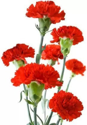 MAA Carnation Seed(90 per packet)