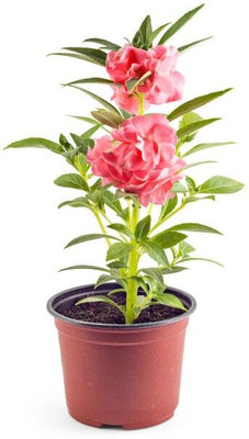 isarkars ™️Balsam Mixed Double Flower Seeds, Dopati Flower Seeds Hybrid Seed(28 per packet)