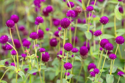 BSARKAR globe amarnath/botam flowers seed Seed(50 per packet)