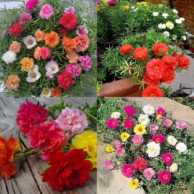 ibains portulaca seeds for home garden bij 53 Seed(53 per packet)