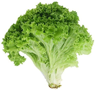 CYBEXIS Lettuce Non-GMO Heirloom Big Green Leaves Wavy Peculiar Shape Curl 1000 Seeds Seed(1000 per packet)