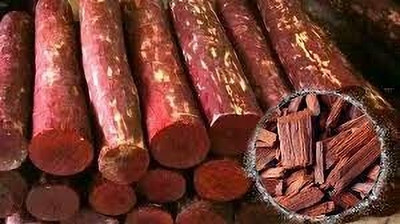 SUPRIKAM Organic Red Sandalwood Seed(40 per packet)