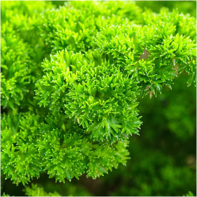 VibeX LX-13 - Parsley Triple Curled (Green) - (2250 Seeds) Seed(2250 per packet)