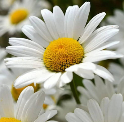 Lorvox Daisy Seed(105 per packet)